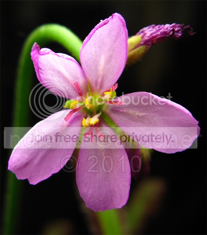 d_capensis-bloom-macro.jpg