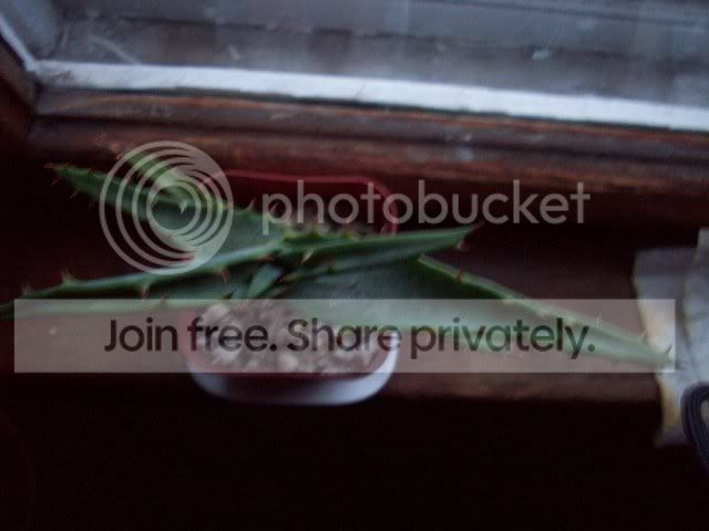 100_00441.jpg