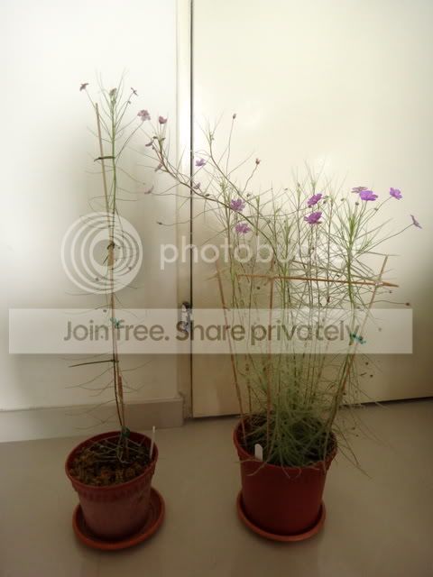 byblis_goliath_guehoi_plants.jpg