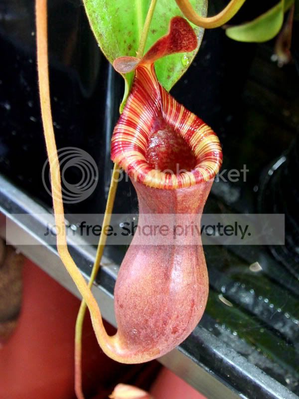 Nlowiixventricosa2.jpg
