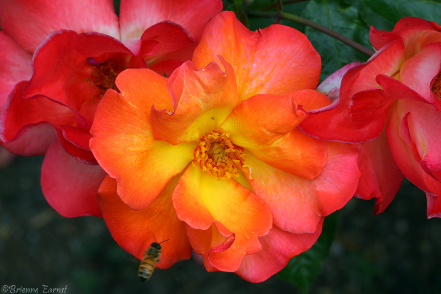 6095048709_cb8bb9e564_o.jpg