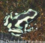 dwauratusgb.jpg