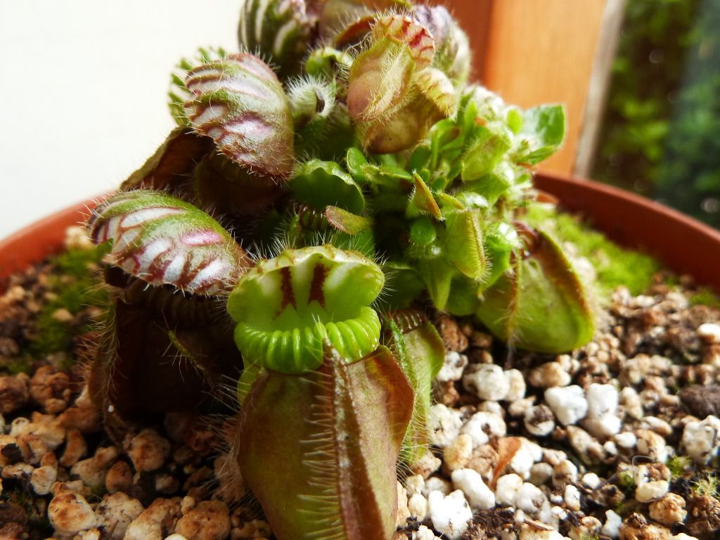 plants10032012059.jpg