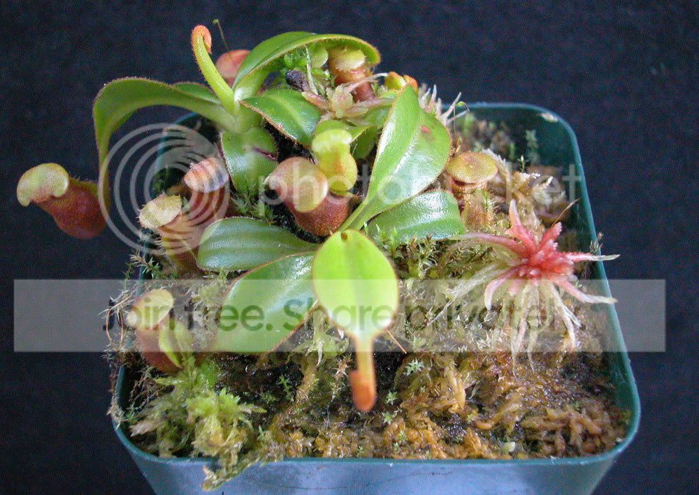 N-macrophylla.jpg