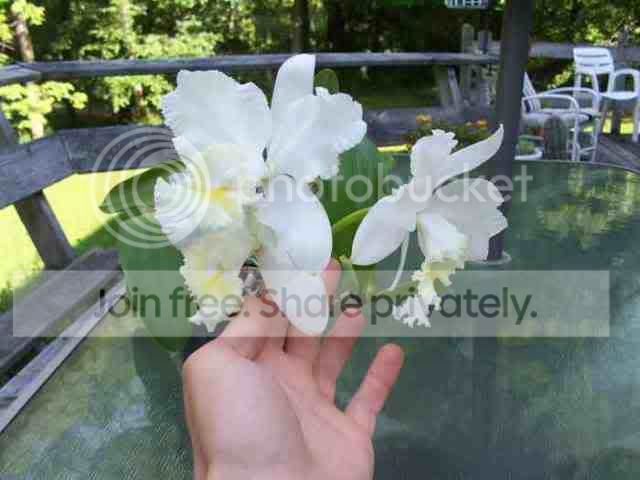orchid.jpg