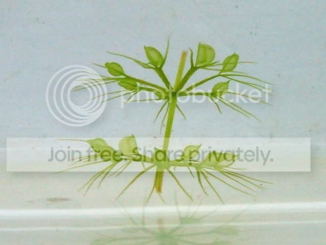 aldrovanda_cutting2_13Aug2010.jpg