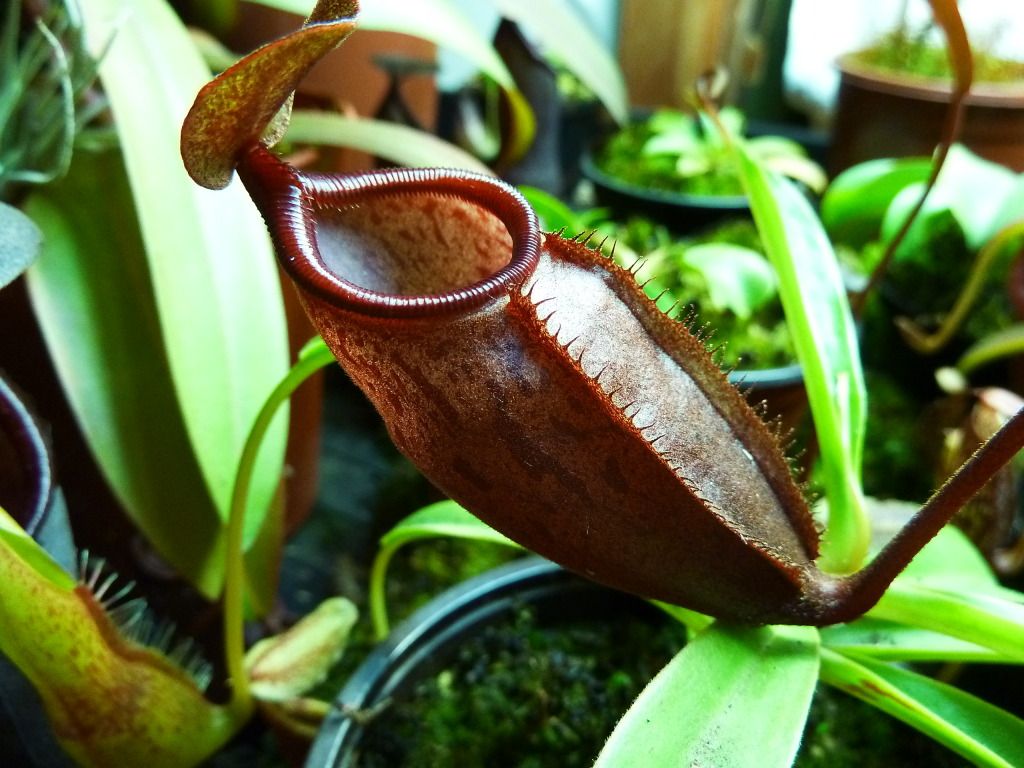 neps6102012008-1.jpg