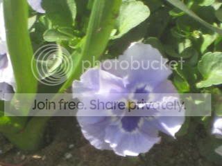 Spring2009011.jpg