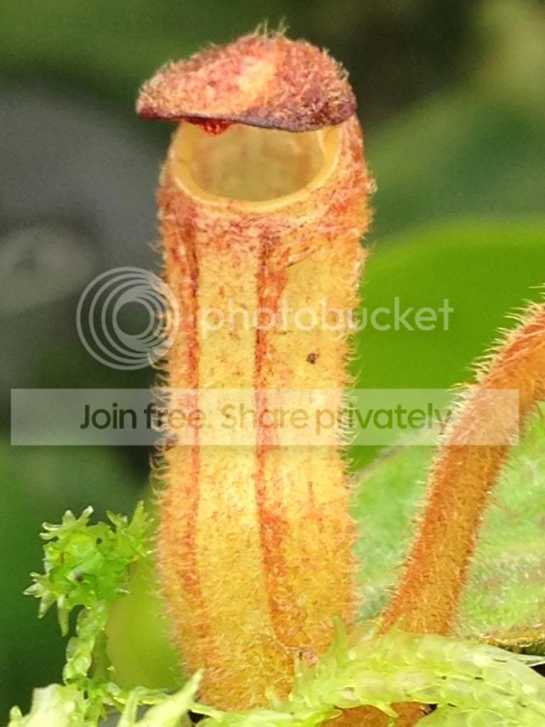 image_zps721c6748.jpg