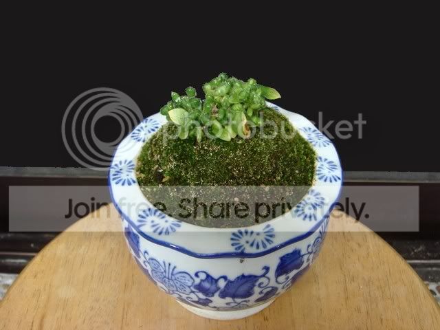 ceph_ceramic1_plant.jpg