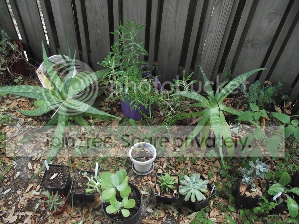 DSCF7934.jpg