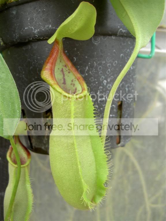 Nepenthesspathulata01-060620Large.jpg