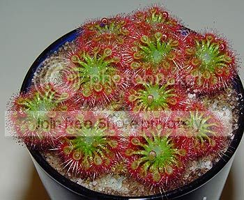 nitidulasspallantostigma.jpg