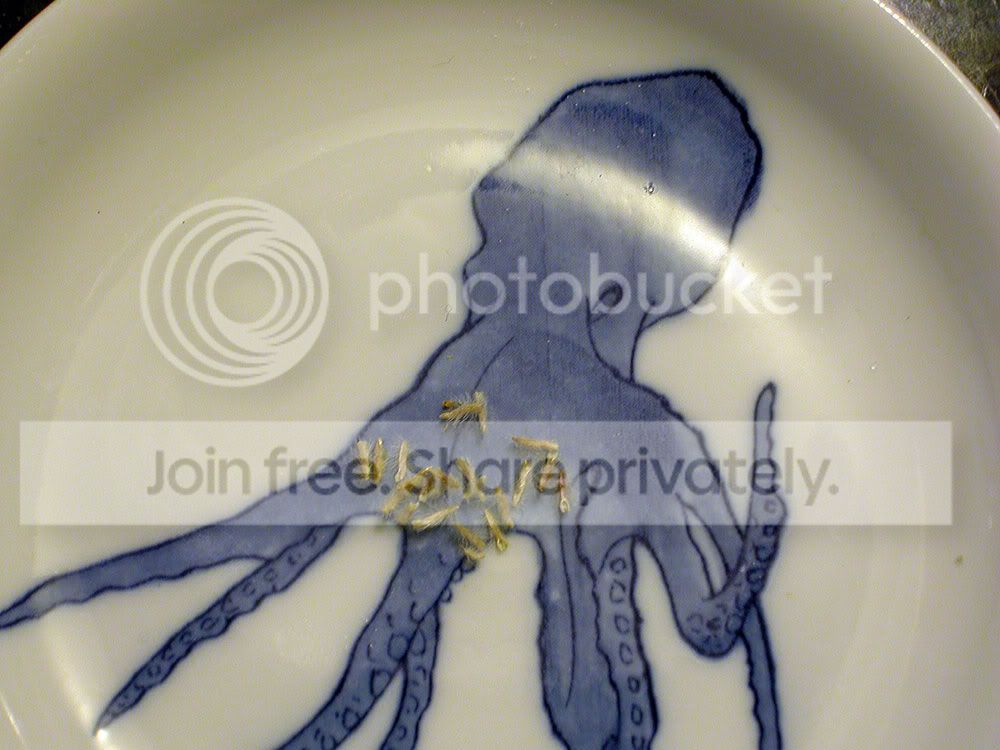 CEPHSEED.jpg