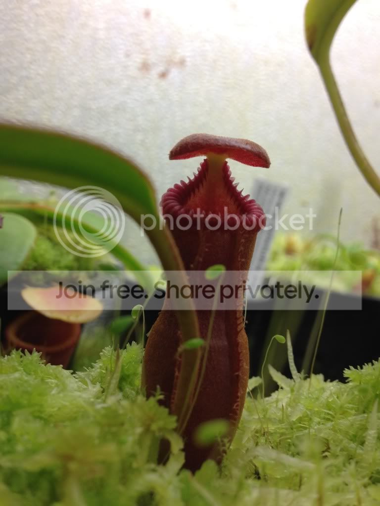 image_zps5797bfe3.jpg