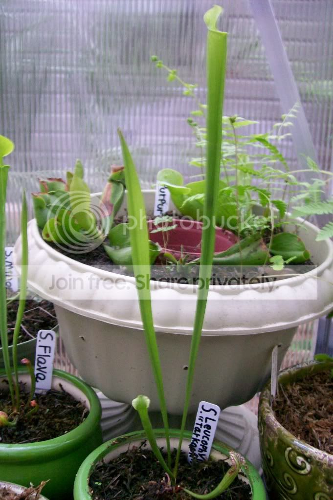 CarnivorousPlants016.jpg