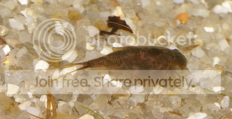 triops-015.jpg