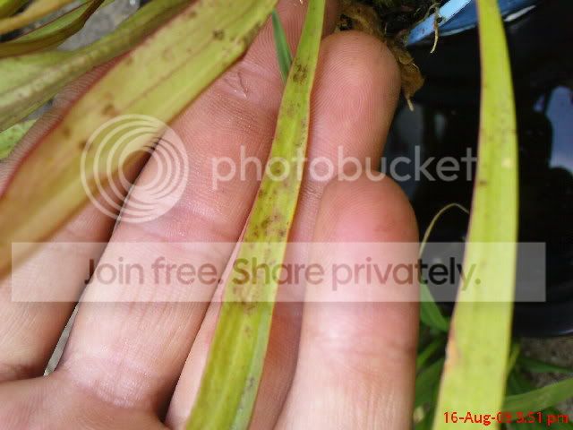 sarracenia043.jpg