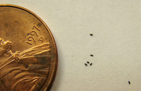 Dielsiana_seeds_thumb.JPG