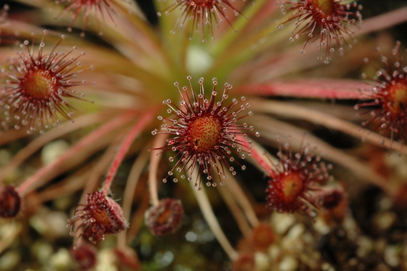 2007-3-16_Drosera_015.jpg