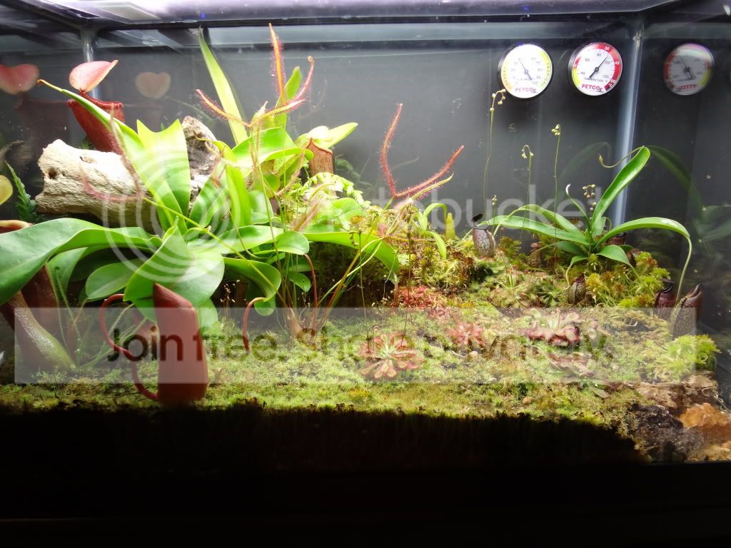 10g_vivarium.jpg