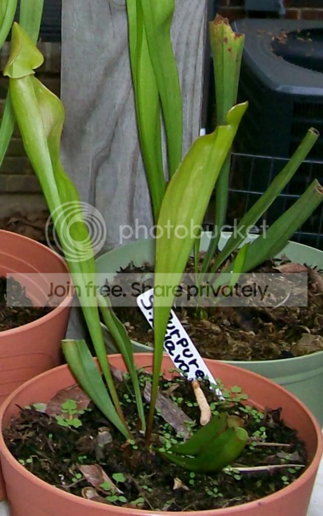 CarnivorousPlants001-Copy6.jpg