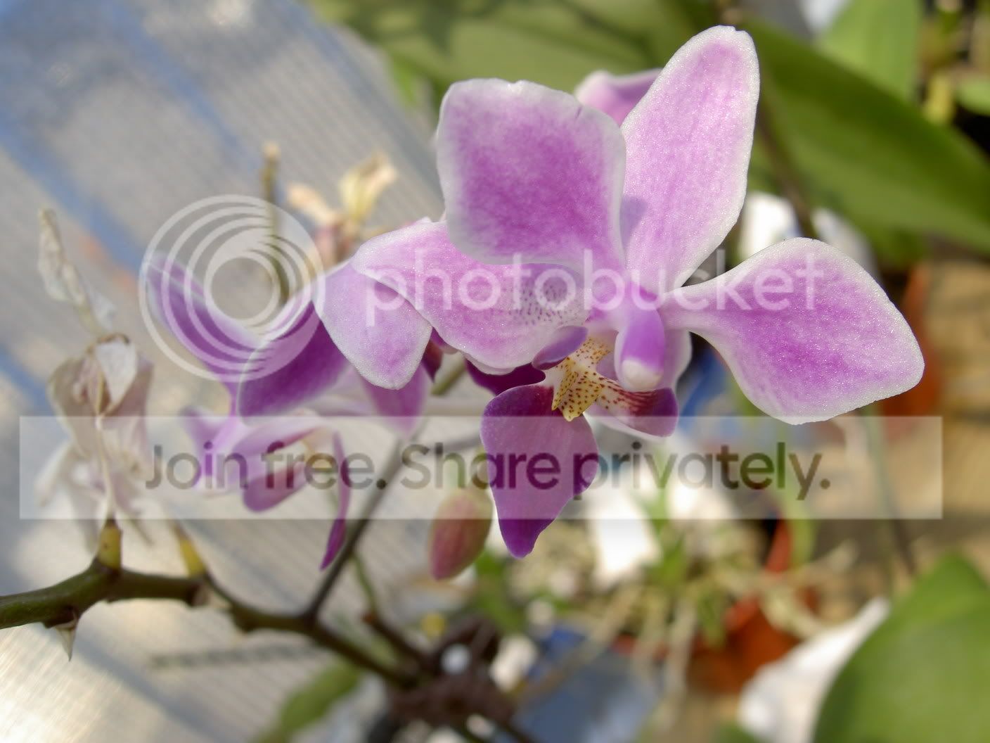 Phalaenopsisequestris050920.jpg