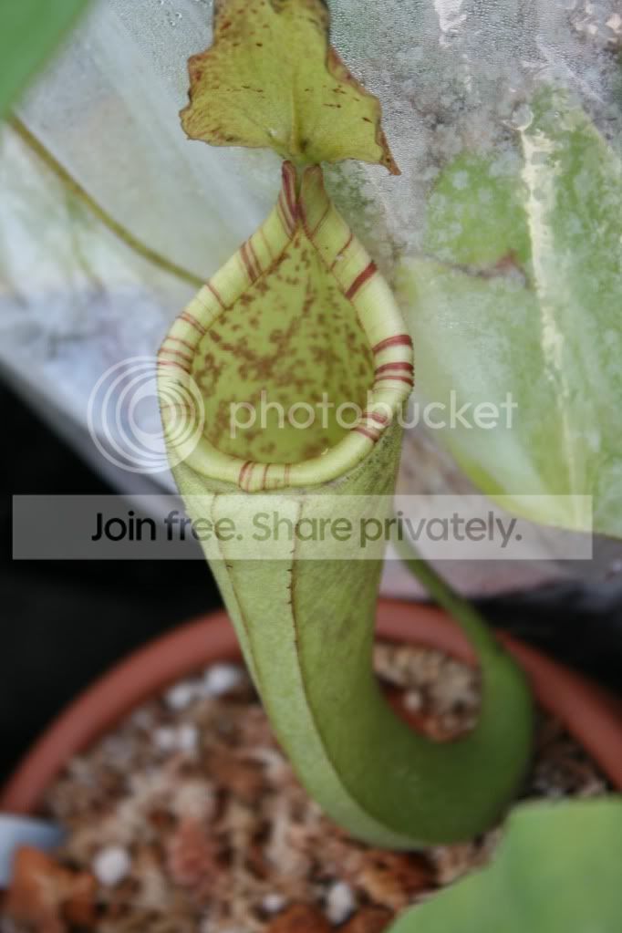maximastenophilaxlowii.jpg