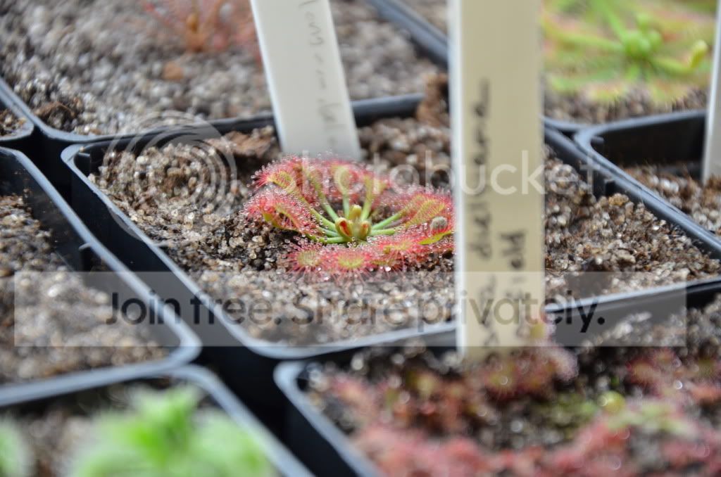 sundews016.jpg