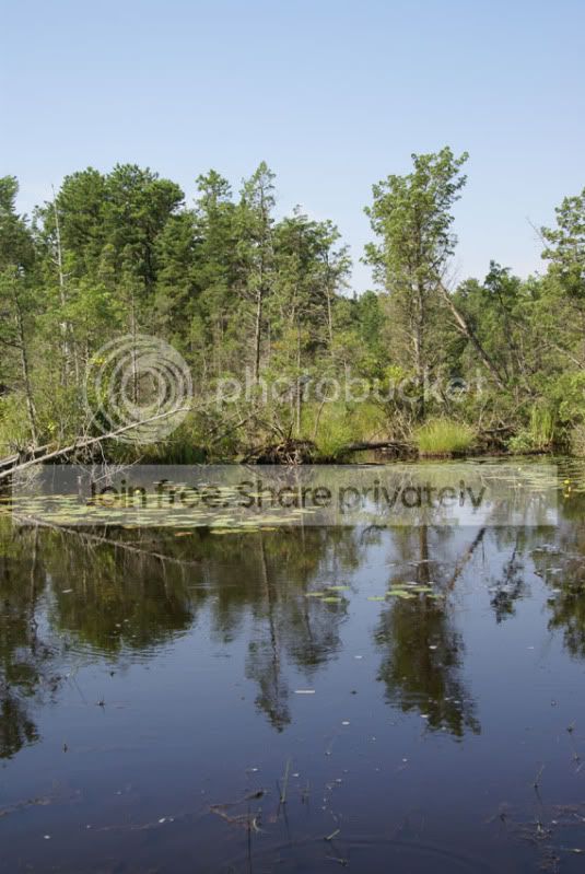 Pine-Barrens-2010-066.jpg