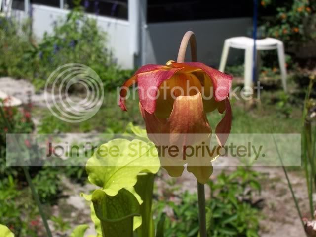 S_flava_flower_4_07.jpg