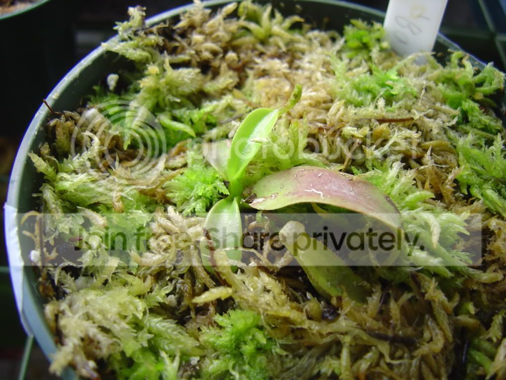 newplantsandupdate11-17-08005.jpg
