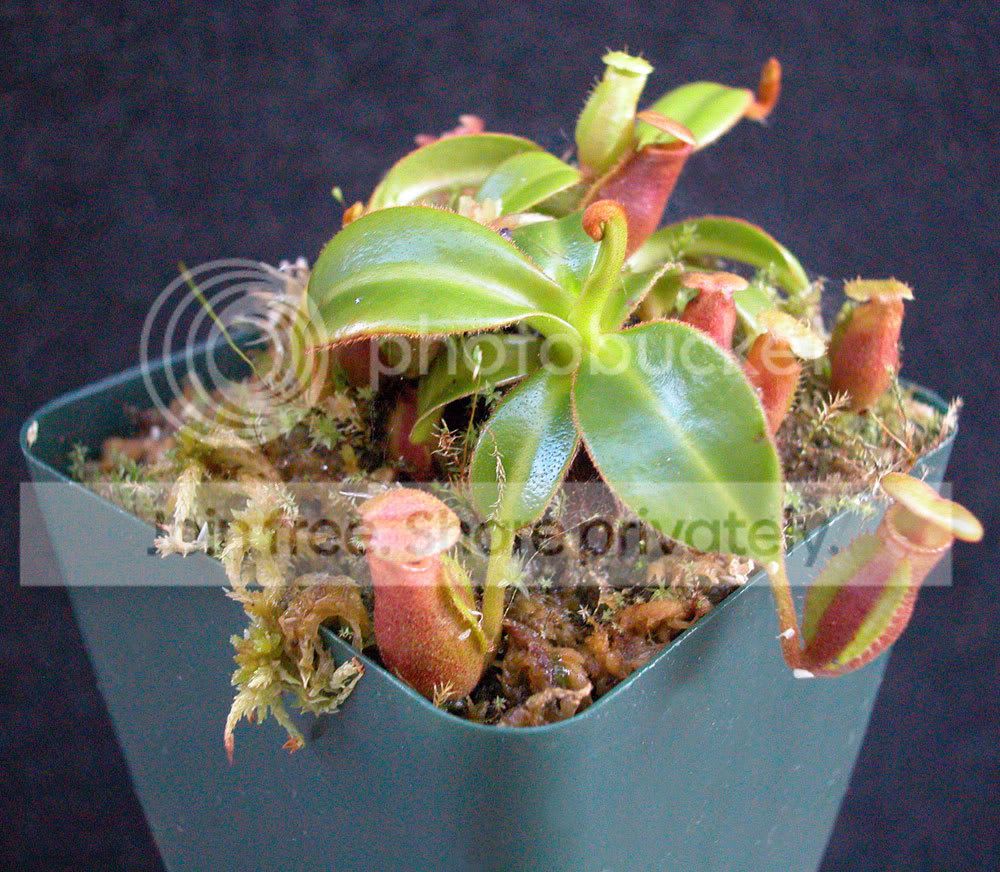 Nmacrophylla3.jpg
