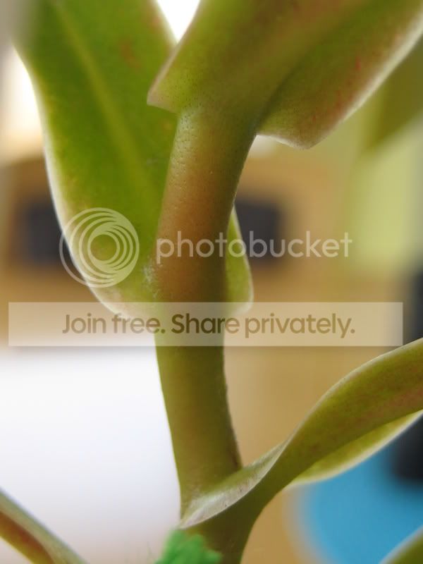 plants041.jpg