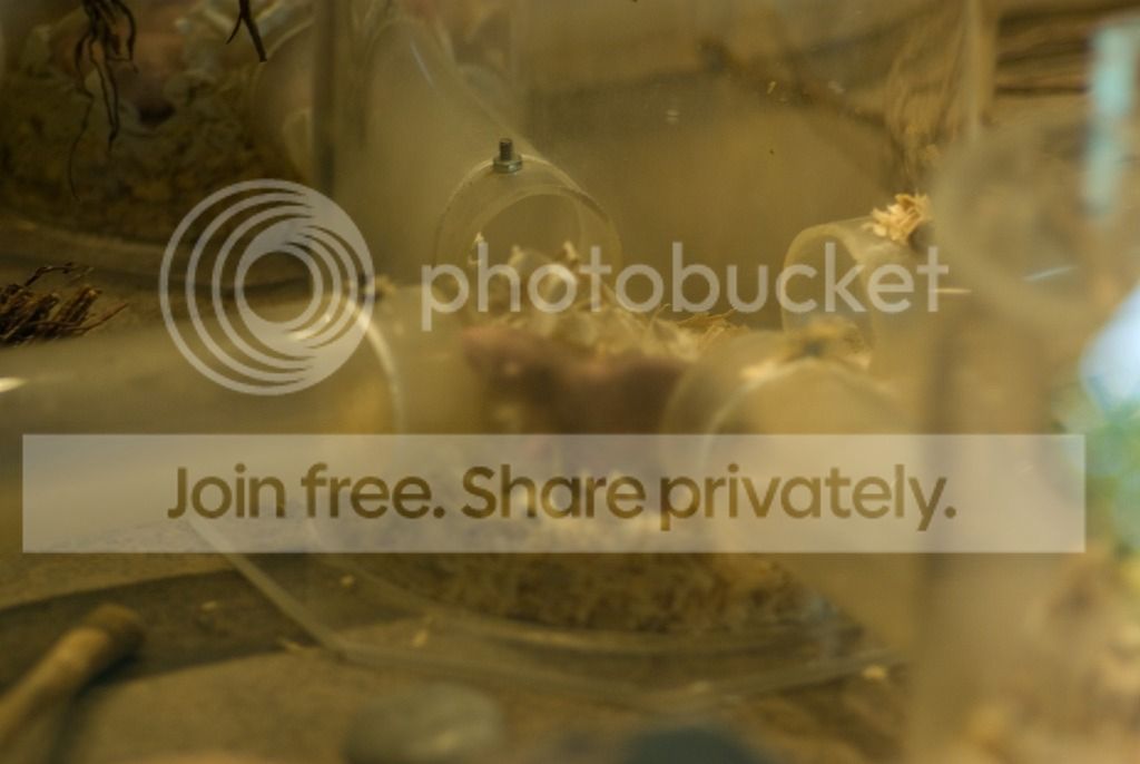 IMGP3312_zpsxquyw77q.jpg