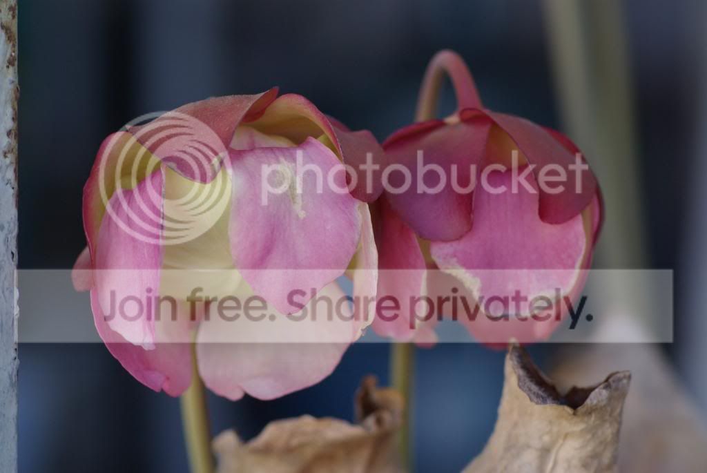 IMGP3723.jpg