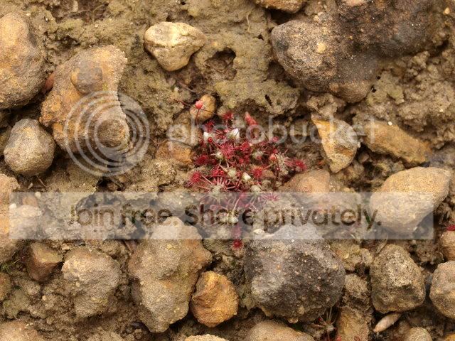 Drosera_occidentalis_ssp_australis.jpg