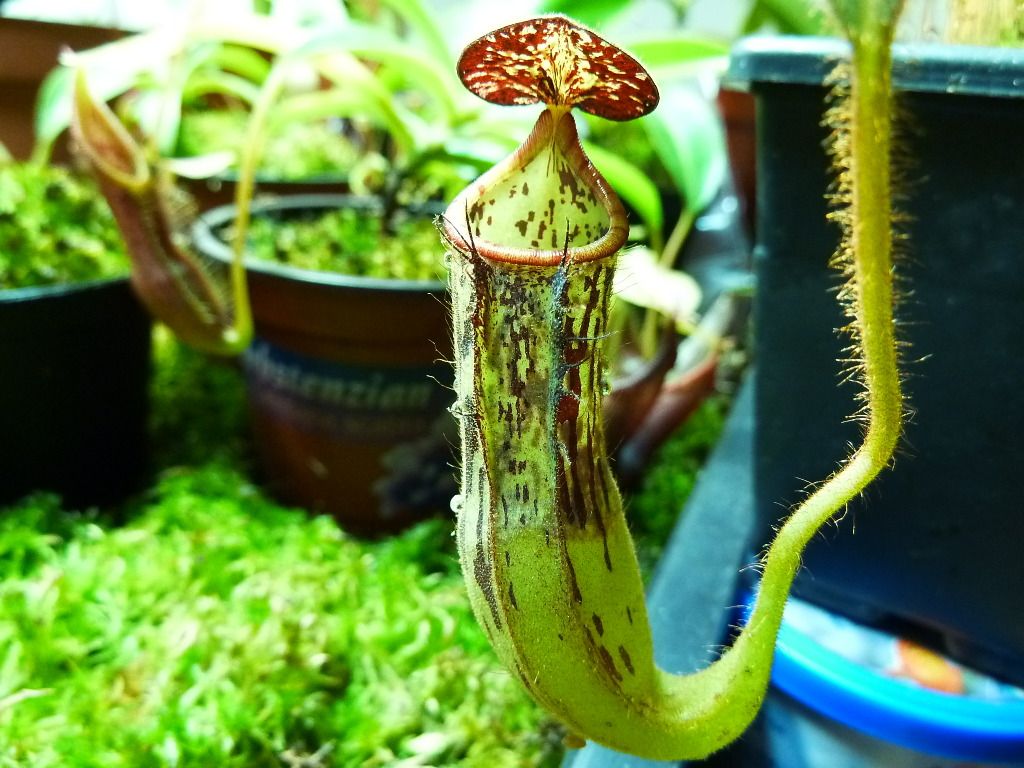 plants10032012079.jpg