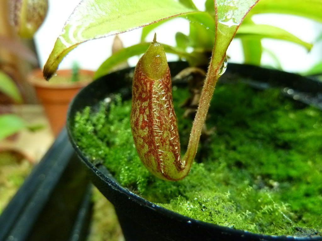 plantsjan142012017.jpg