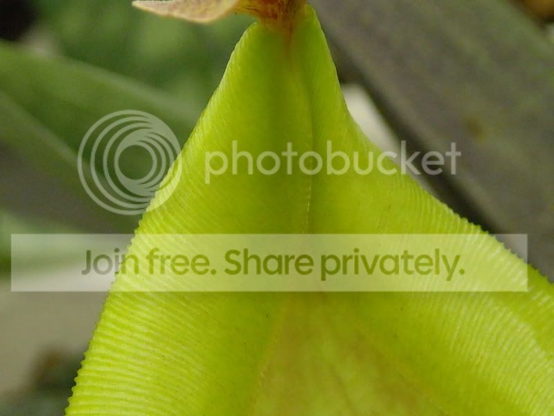 NKohala61408010.jpg