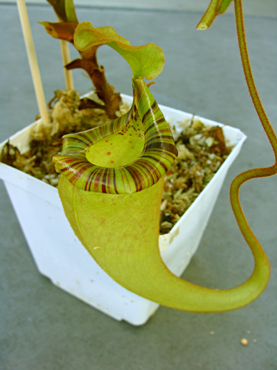 nepenthes-platychila-12-27-13.jpg