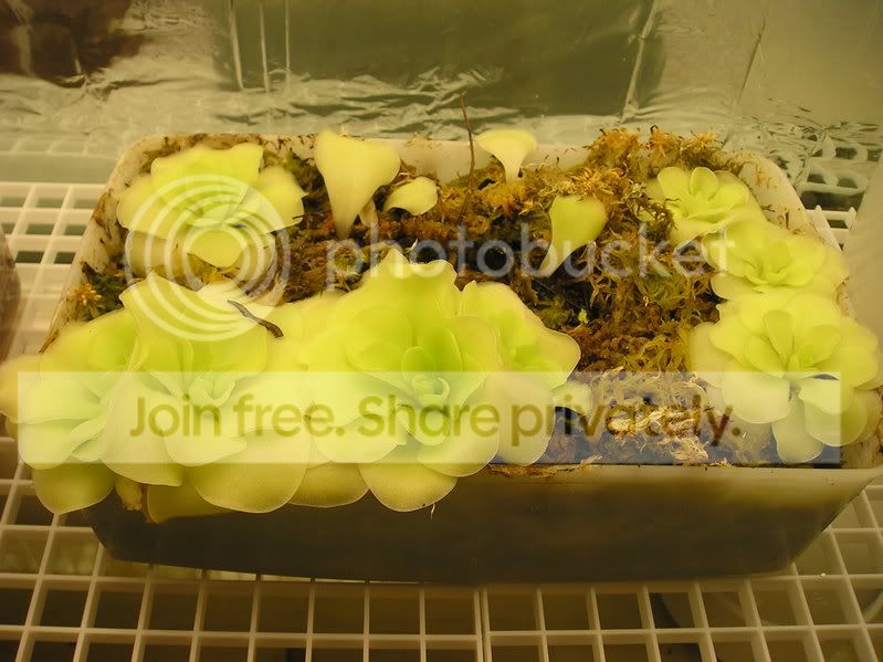 Pingtray.jpg