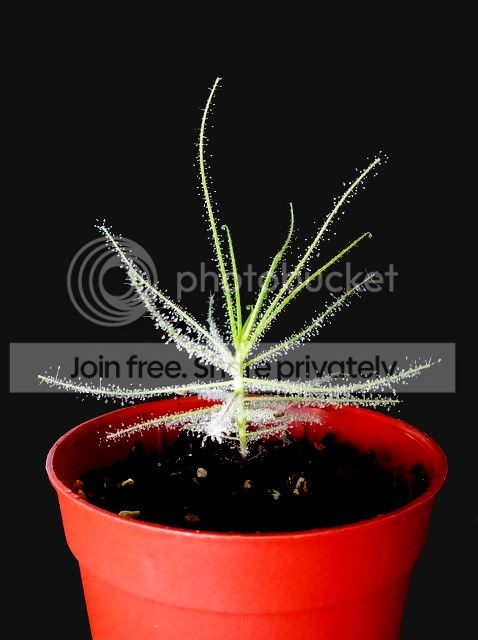 byblis_Goliath_x_guehoi_seedling.jpg