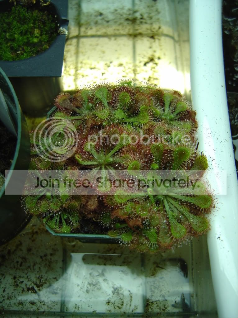 pingsanddrosera005.jpg