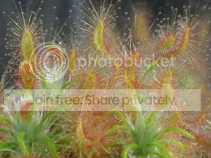 Scorpion-Sundew.jpg