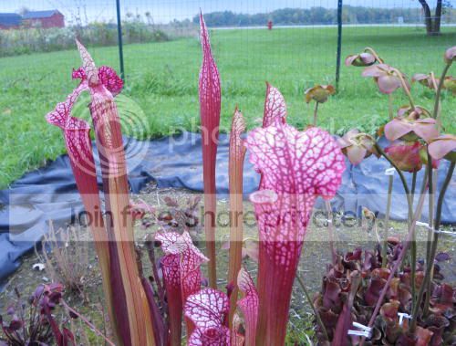 bog_10-5-11.jpg