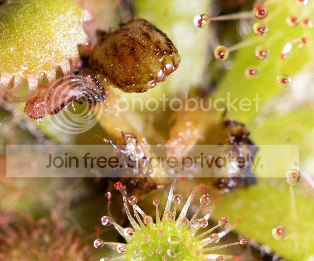 DroseraHumicMaybe-6_zpsme8f3d0b.jpg