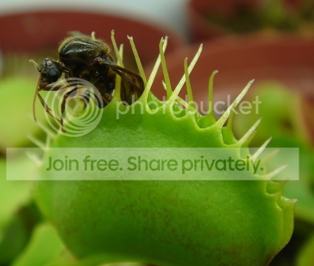 vft_wasp1.jpg