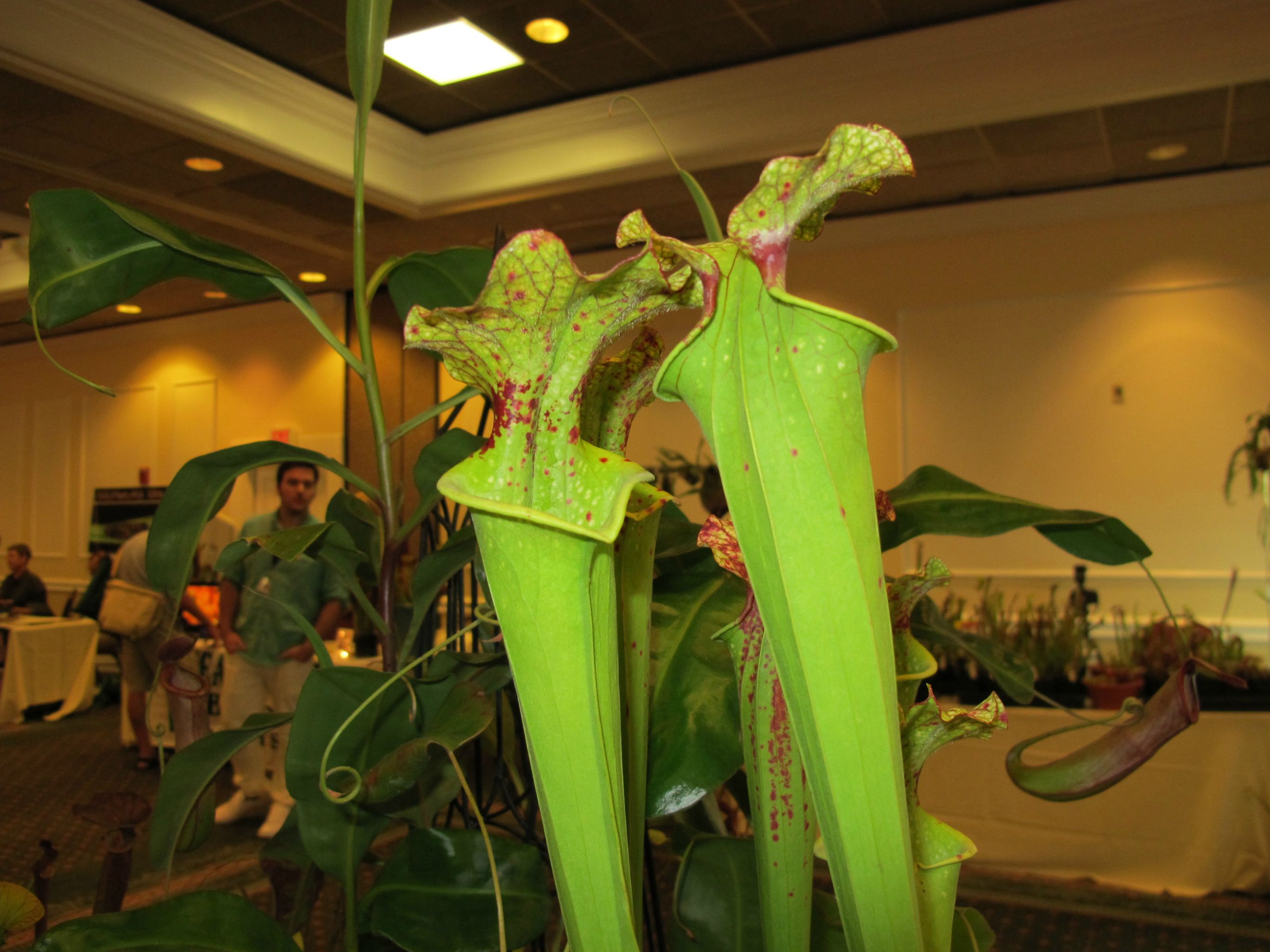 yvzse.jpg