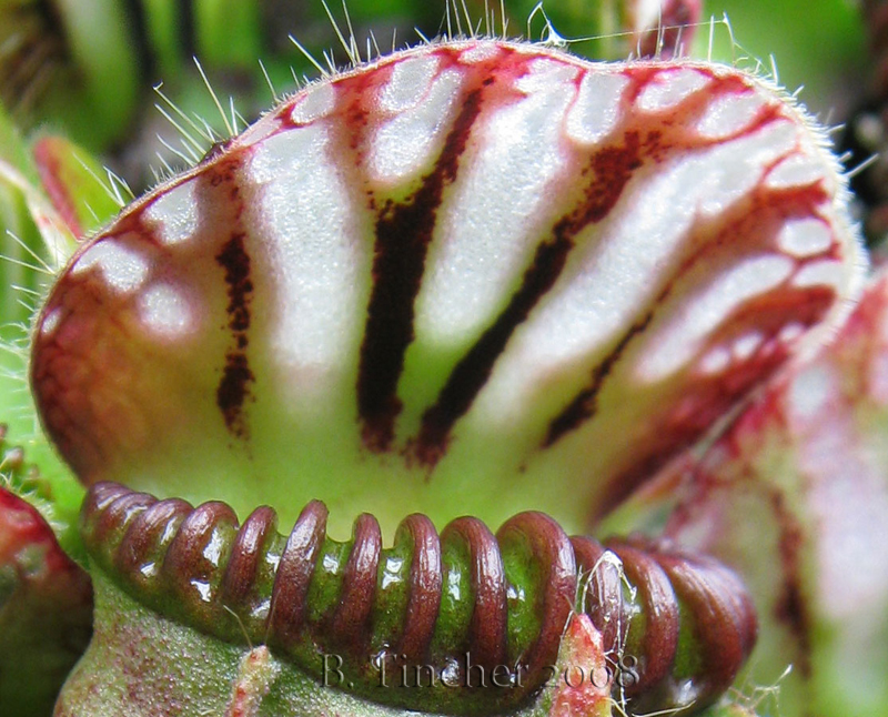 cephmacro2.jpg